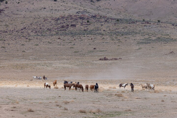 Fototapeta na wymiar Herd of Wild Horses in the Utah Desert in spring