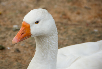 white goose portrait