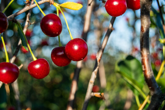Red cherry berries on a branch close up