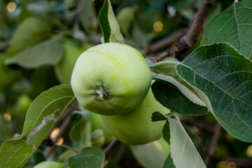 Large green apples on a branch close up
