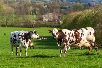 Animal ferme vache 518