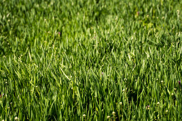 Young green wheat seedlings growing in soil on a field. Close up on sprouting rye on a field. Sprouts of rye. Sprouts of young barley or wheat that have sprouted in the soil. Agriculture, cultivation.