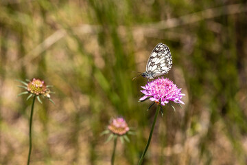 Italy Tuscany trekking along the Val d'Orcia, view of the panorama and San Quirico d'Orcia.
