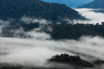 Tropical rainforest landscape, submerged between clouds and mist, Taman Negara National Park, seen from the viewpoint of Bukit Terisek, Malaysia