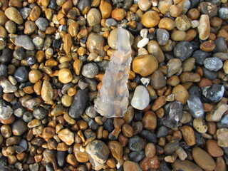 rocky beach with jellyfish
