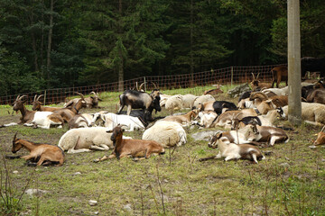 Fototapeta premium Goats and sheep rest in a pasture
