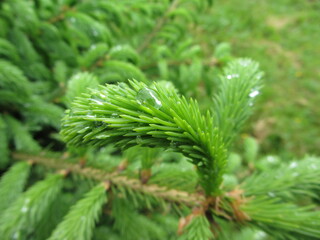 green spruce