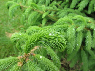 green spruce