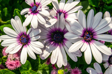 White-purple chamomile flowers close-up