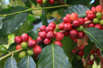 ハワイ島（ビッグアイランド）。コナコーヒーの赤い豆。