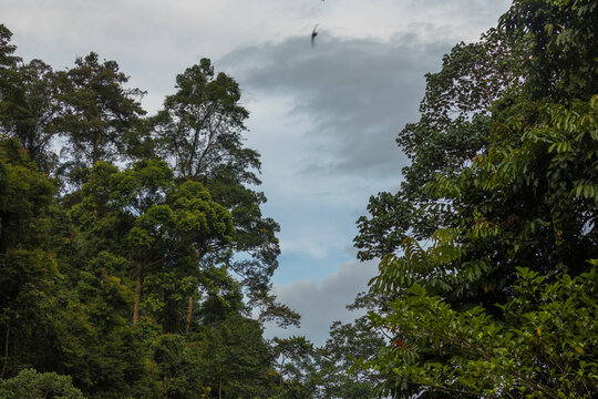 Jungle and trees of North Sumatra, in Gunung Leuser National Park, at sunset, near the river Bohorok, as the light goes out.
