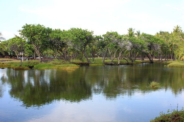 ハワイ島(ビッグアイランド）。マカイワ湾にあるマウナ・ラニには、熱帯を感じさせる池が点在する。