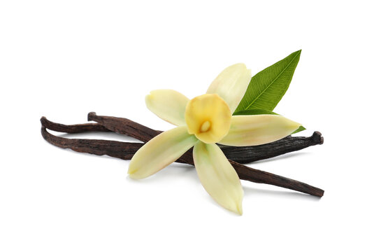 Aromatic vanilla sticks, beautiful flower and green leaf on white background