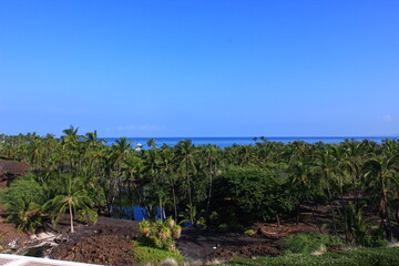 Fototapeta na wymiar ハワイ島（ビッグアイランド）。溶岩の第殿先の水辺には林。そのも向こうには海が見える。