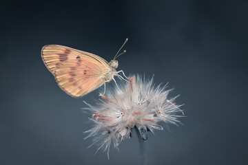 beautiful Butterfly on flower with blue background
