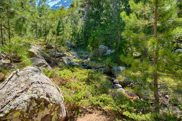 Vertr&auml;umter Elfenwald