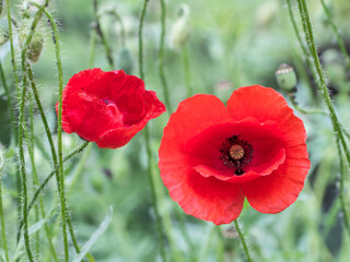 Two red poppy in the field, on a green background