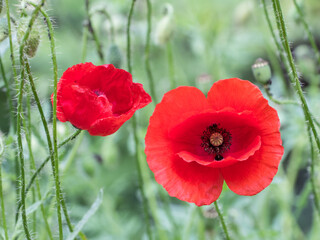 Obraz premium Two red poppy in the field, on a green background