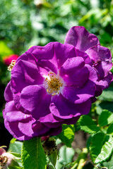 Purple large flower close up
