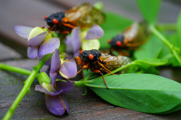 View of Brood X cicadas in 2021 in New Jersey appearing every 17 years