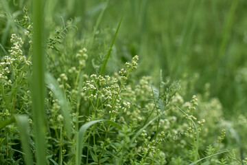 Wildflowers in the meadow close-up. Summer concept.