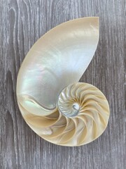 nautilus shell symmetry Fibonacci half cross section spiral golden ratio structure growth close up...