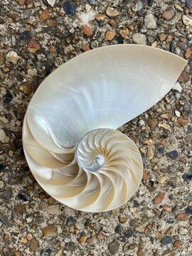 nautilus shell symmetry Fibonacci half cross section spiral golden ratio structure growth close up back lit mother of pearl close up ( pompilius nautilus ) stock, photo, photograph, image, picture