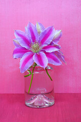 A pink clematis flower in a vase