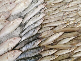 Frozen sea fish in a bucket