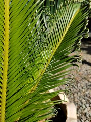 plant leaf