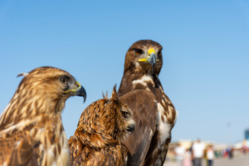 European eagle owl between two hawks.