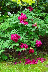 Fototapeta na wymiar Pink tree peony flower in the garden