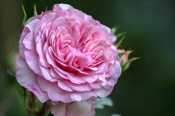 Obraz premium Close-up of beautiful, pink Paeonia lactiflora, peonia