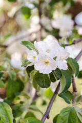 Apple tree blossom