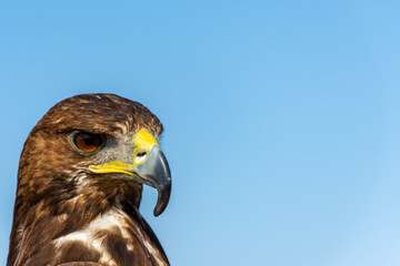 Close up of hawk head and upper body.