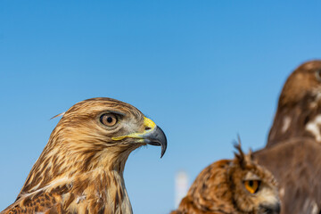 Close up of hawk head and upper body and European eagle owl in the background.
