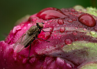 Very detailed image of a common housefly sitting on a peony flower that is covered in raindrops.
