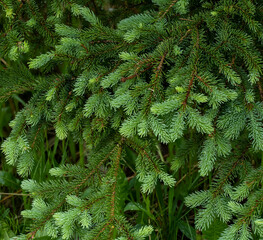 Close up view a white spruce with bright green new shoots and scattered raindrops.

