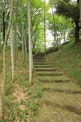 緑葉の階段