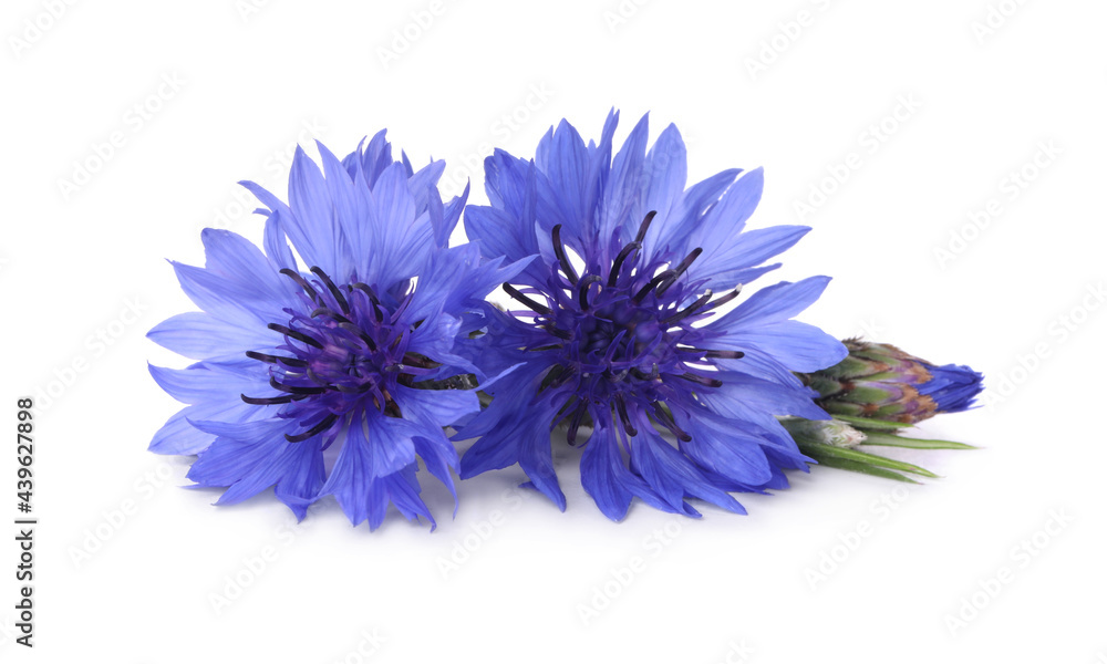 Wall mural beautiful light blue cornflowers isolated on white