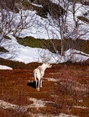 reindeer in the field