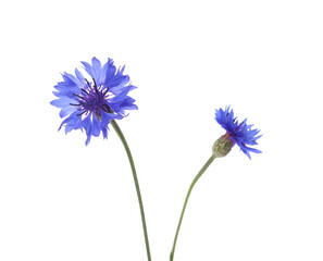 Beautiful light blue cornflowers isolated on white