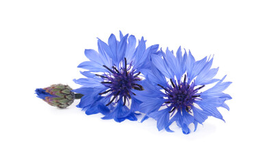 Beautiful light blue cornflowers isolated on white