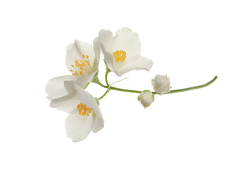 Naklejka na ściany i meble Beautiful flowers of jasmine plant isolated on white