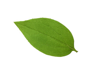 Fototapeta na wymiar Leaf of jasmine plant isolated on white