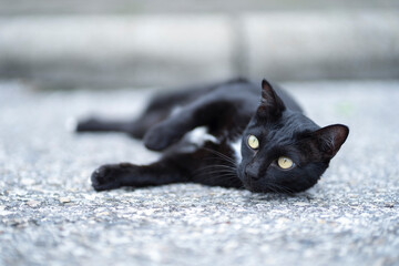 A black domestic shorthair cat rolling around in an outdoor on cement floor. Domestic pet cat laying down on a sunny summer day, Selective focus.