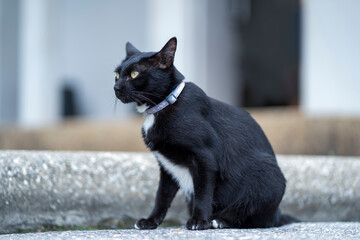 Black cat with yellow eyes lying on the pavement. Head turned to the side on a sunny summer day, Selective focus.