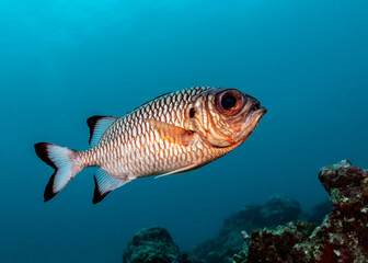 Fototapeta premium Shadowfin soldierfish, Myripristis adusta, in Maldives