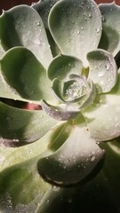 Rose that have cactus properties