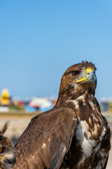  Low angle view of a hawk head and upper body.